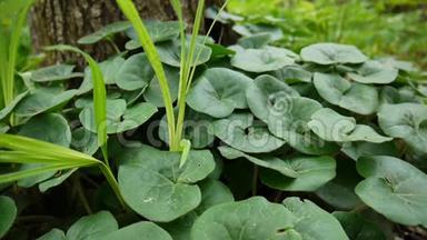 细辛欧罗巴姆医学草药。 卫星摄像机的绿色植物。